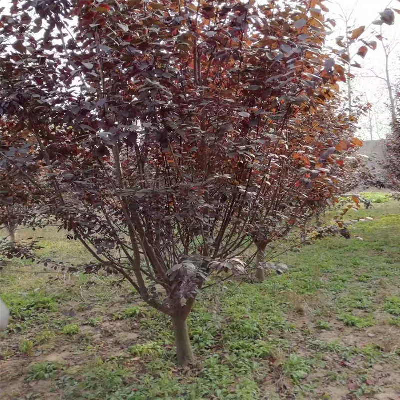 千家万盆鲜花祝福祖国——北京市民自育花卉亮相长安街国庆主题花坛